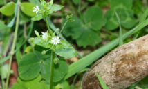 Le CCAS de Lumiu fait l’école buissonnière ! Le CCAS de Lumiu fait l’école buissonnière !