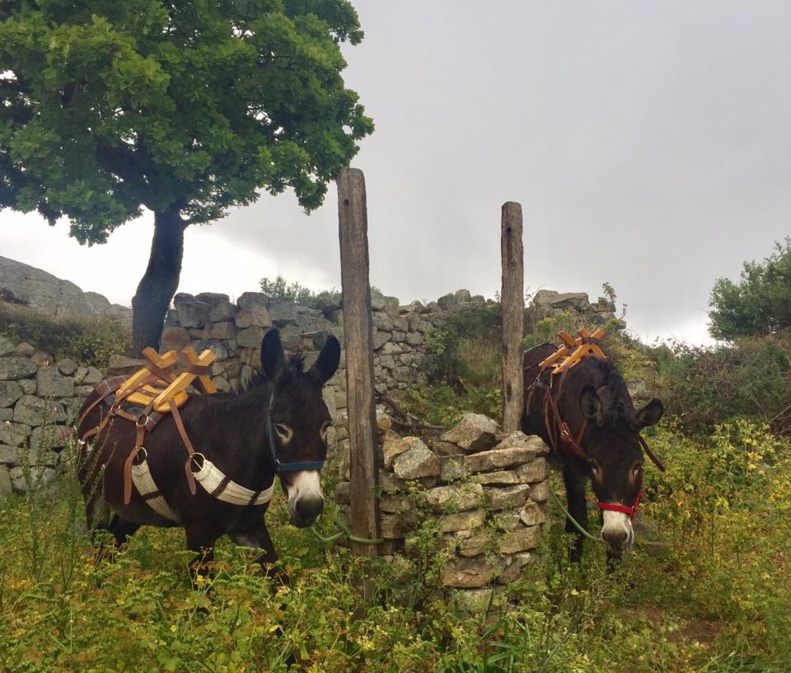 Célébration de la messe d'Occi le 1er mai 2017 Célébration de la messe d'Occi le 1er mai 2017