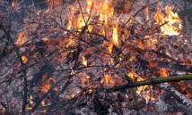 Interdiction temporaire d'emploi du feu les 5 et 6 novembre 2017 Interdiction temporaire d'emploi du feu les 5 et 6 novembre 2017