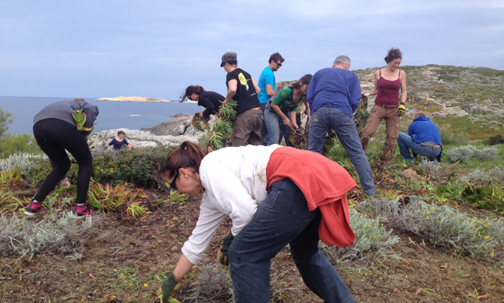 I Sbuleca mare : arrachage des griffes de sorcière à Ile Rousse le 24 novembre