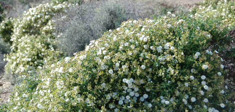 CCAS : Sortie botanique le 31 octobre 2020 CCAS : Sortie botanique le 31 octobre 2020