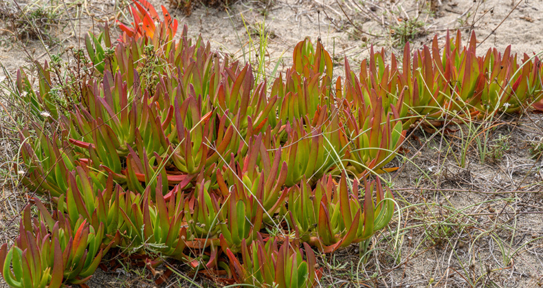 I Sbuleca Mare : Arrachage des griffes de sorcières le 7 mars I Sbuleca Mare : Arrachage des griffes de sorcières le 7 mars
