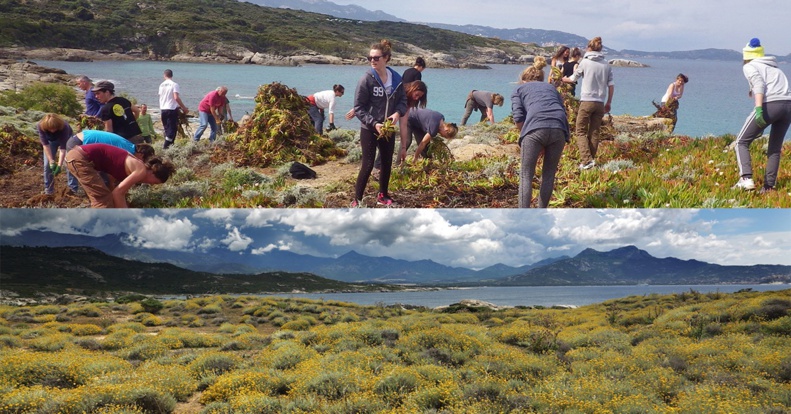 Sbuleca Mare : Arrachage des griffes de sorcière le 26 novembre Sbuleca Mare : Arrachage des griffes de sorcière le 26 novembre