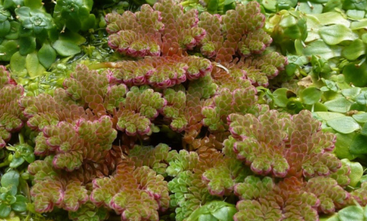 Espèce exotique envahissante : AZOLLA FILICULOIDES Lam. Espèce exotique envahissante : AZOLLA FILICULOIDES Lam.
