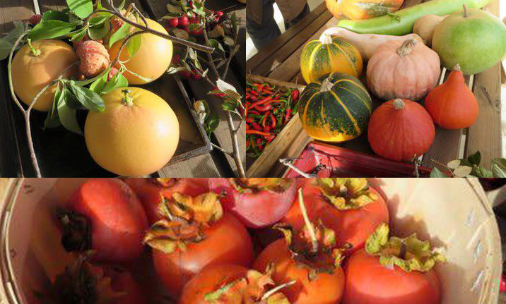 CCAS : visite au jardin botanique fruitier d'Avapessa