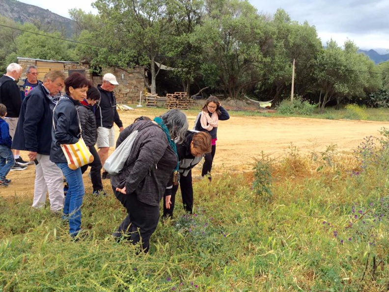 Découverte des plantes locales Découverte des plantes locales