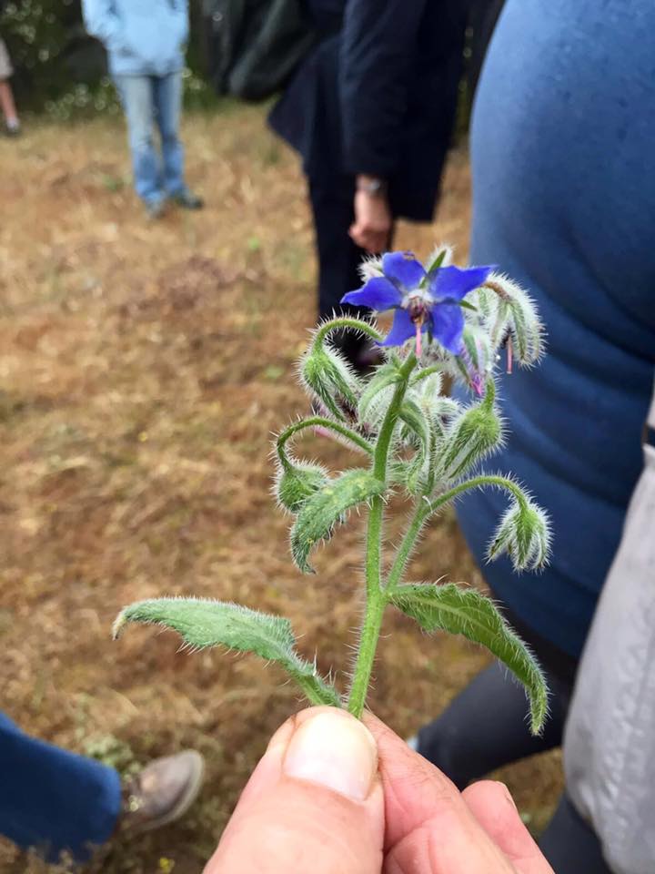 Découverte des plantes locales