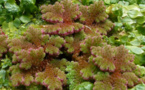 Espèce exotique envahissante : AZOLLA FILICULOIDES Lam.