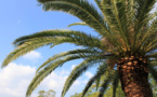 Prévention et traitement du charançon rouge des palmiers