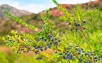 DECOUVERTE DES PLANTES